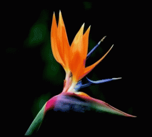 19_1800_c4a32fc638ef558-copy.gif