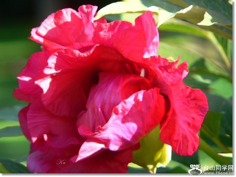 flowers 15-11-2012 092.jpg