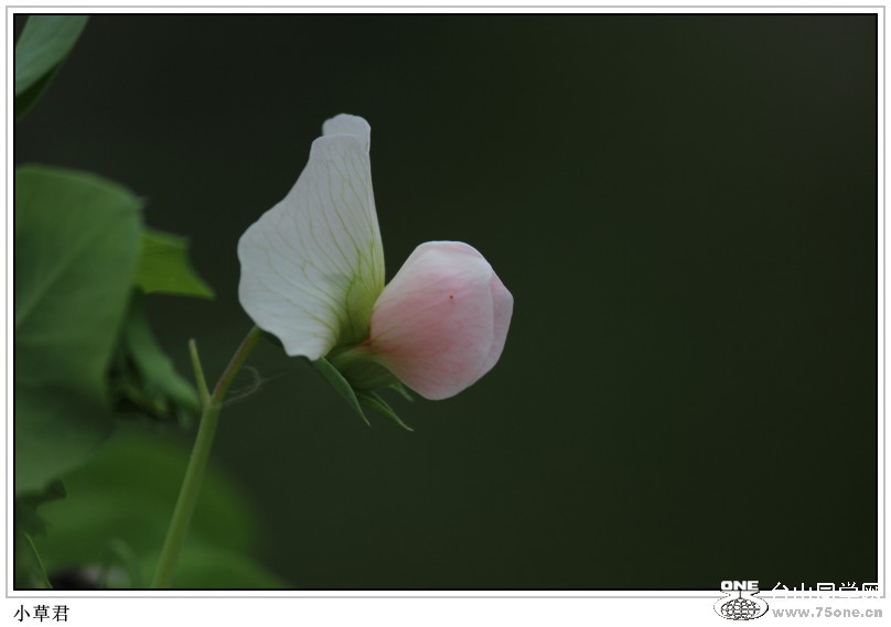IMG_8212_conew1.JPG