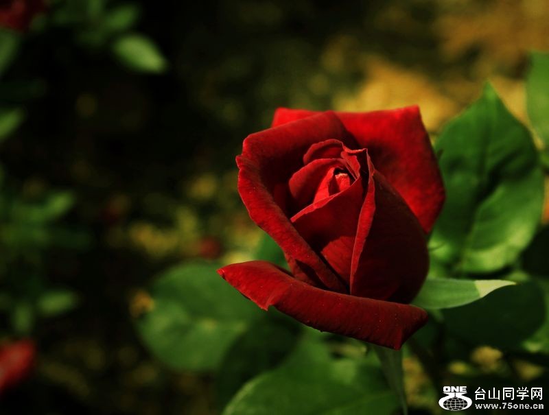 _MG_9259.jpg