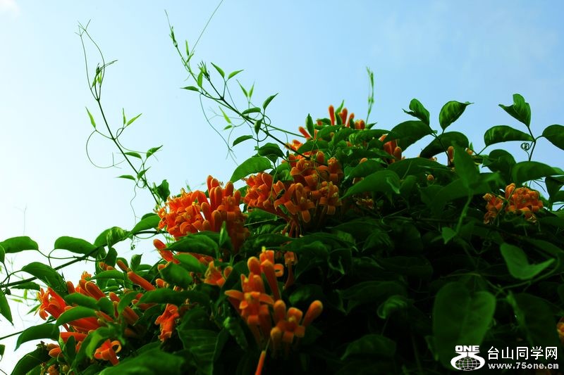 _MG_9031.jpg