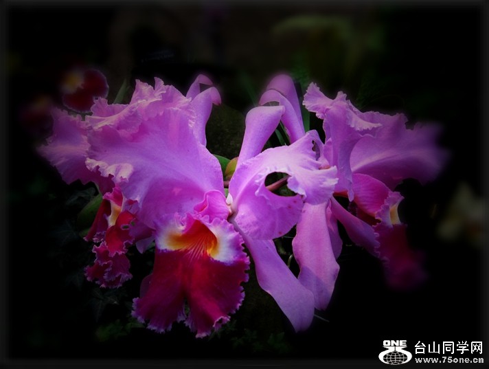 Longwood Gardan 236__.jpg