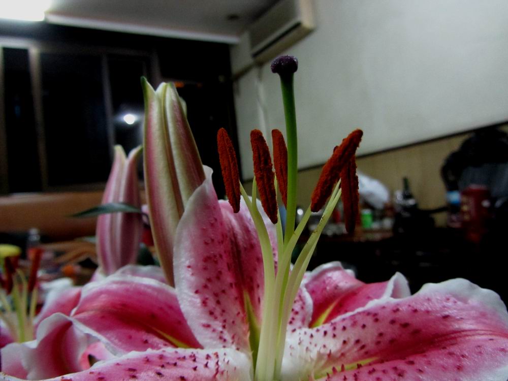 IMG_3687.JPG