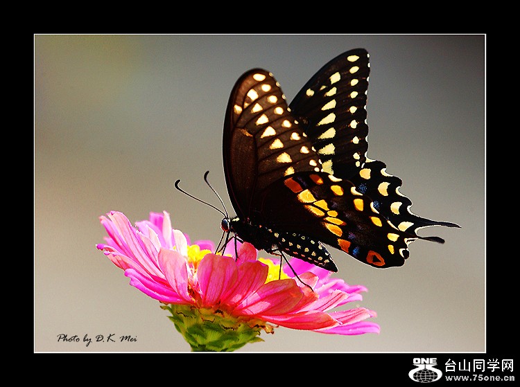 Butterfly 103.jpg
