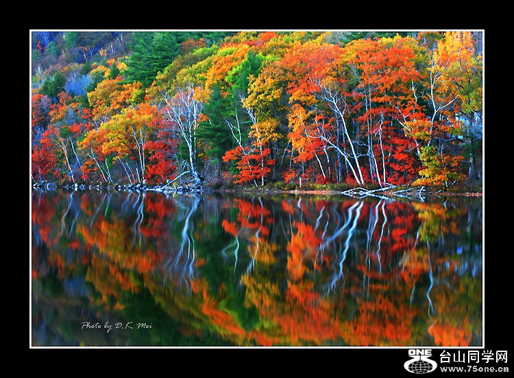 Birch Reflection IIIC.jpg