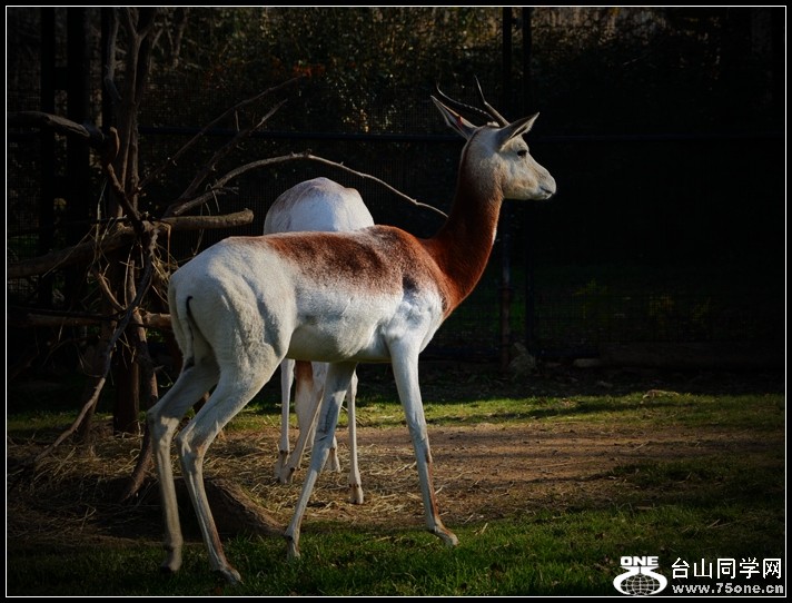 Zoo 046_����.jpg