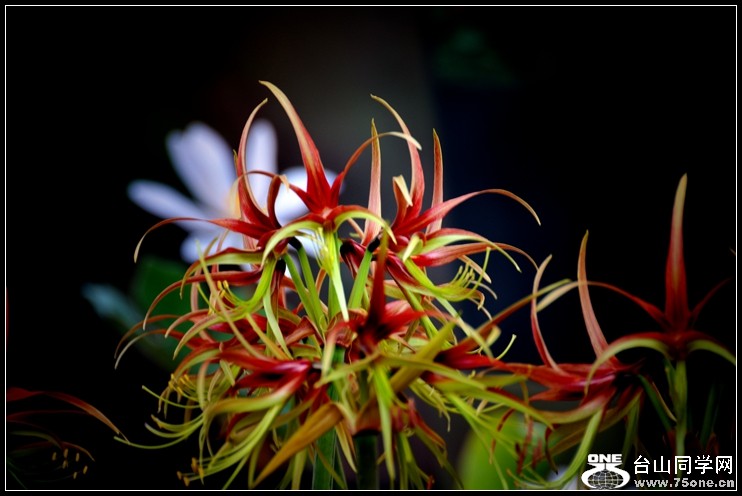 2013-2-2 Flowers 160_����.jpg