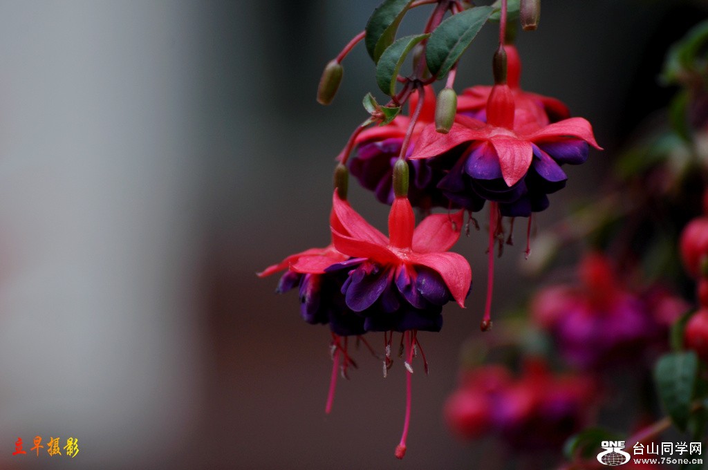 DSC_6229.JPG
