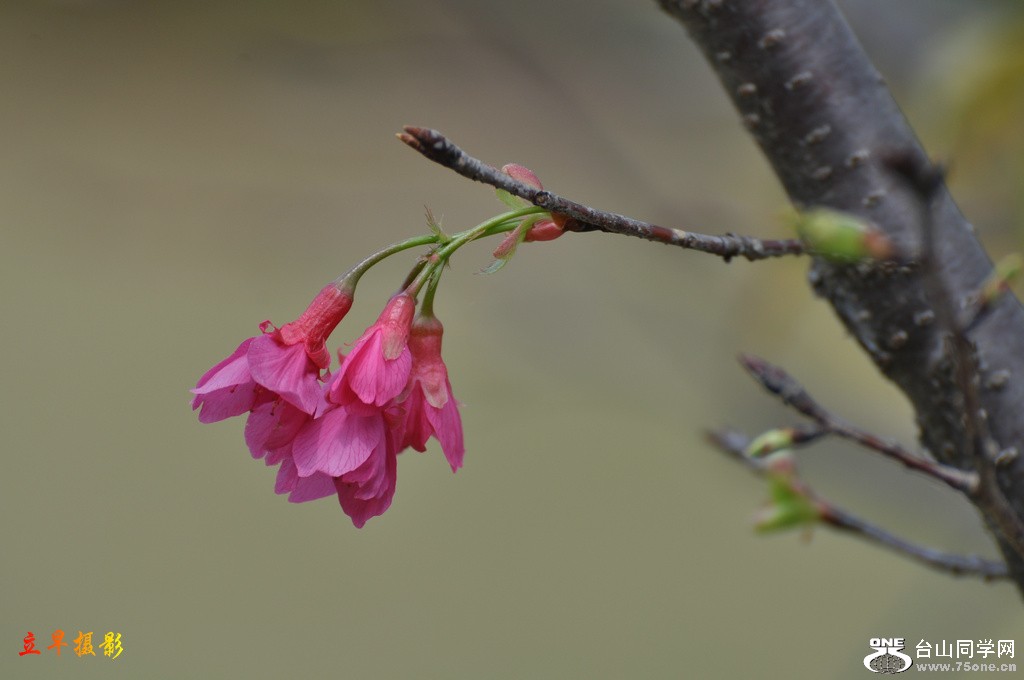 DSC_6520.JPG