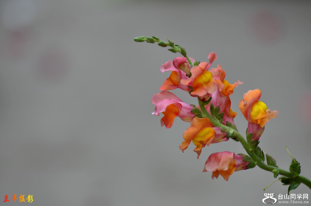 DSC_6222.JPG