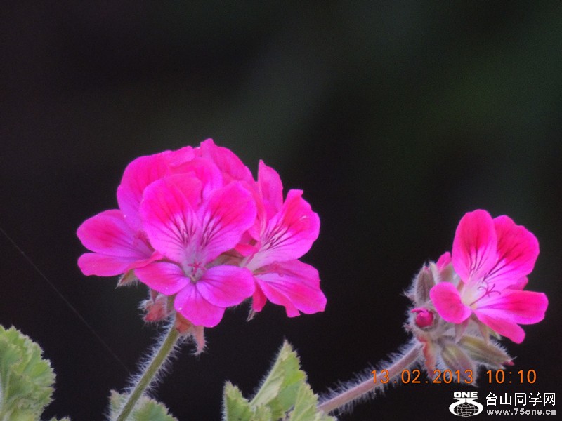 flower 399_.jpg