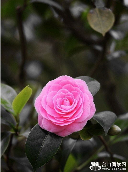 QQͼƬ20130323215614.jpg
