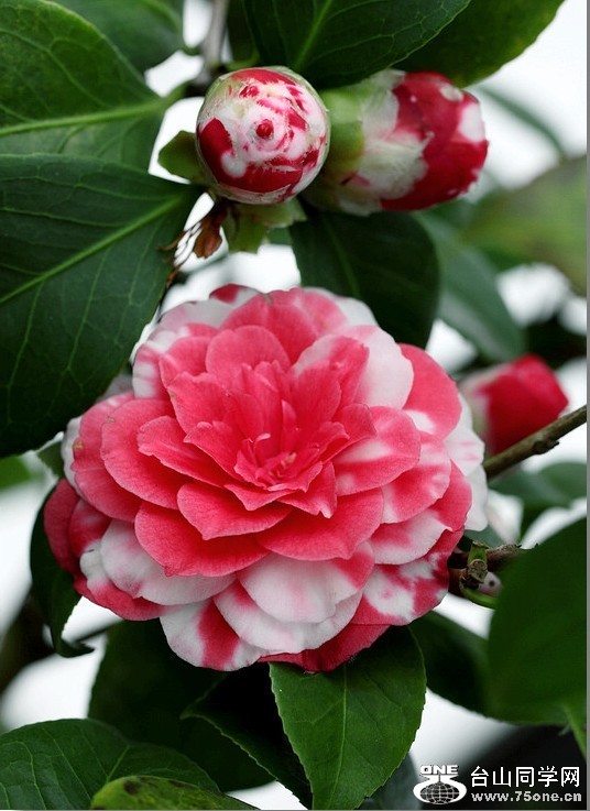 QQͼƬ20130323215754.jpg