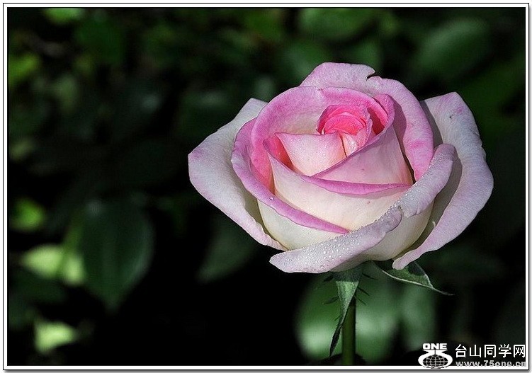 psb (20).jpg