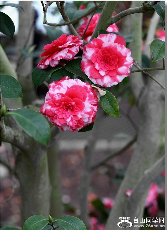 QQͼƬ20130323215823.jpg