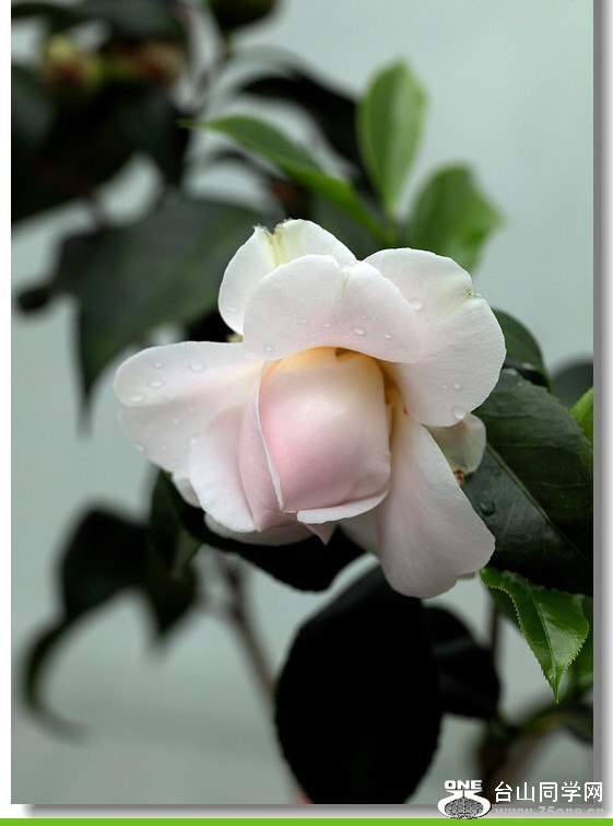QQͼƬ20130323215722.jpg