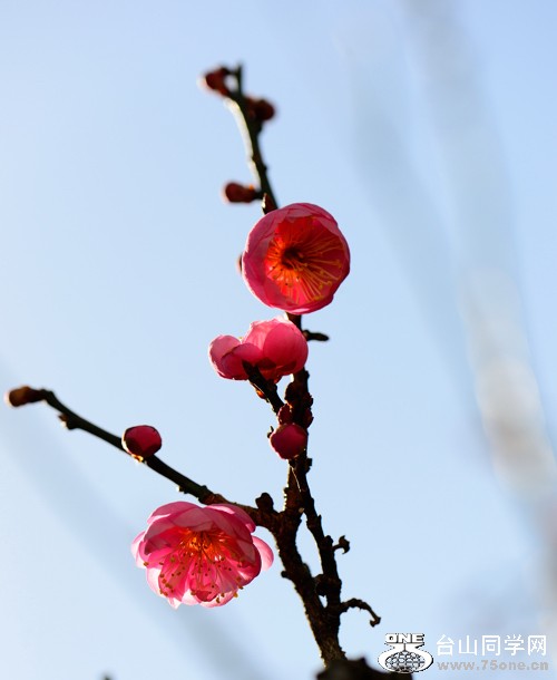 DSC_4123.jpg