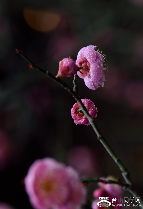 DSC_4644.jpg
