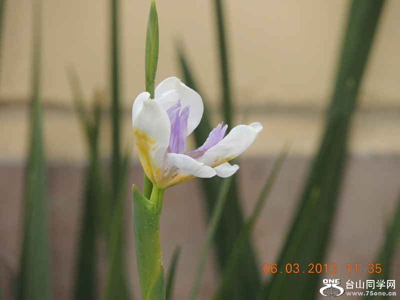 flower 931_.jpg