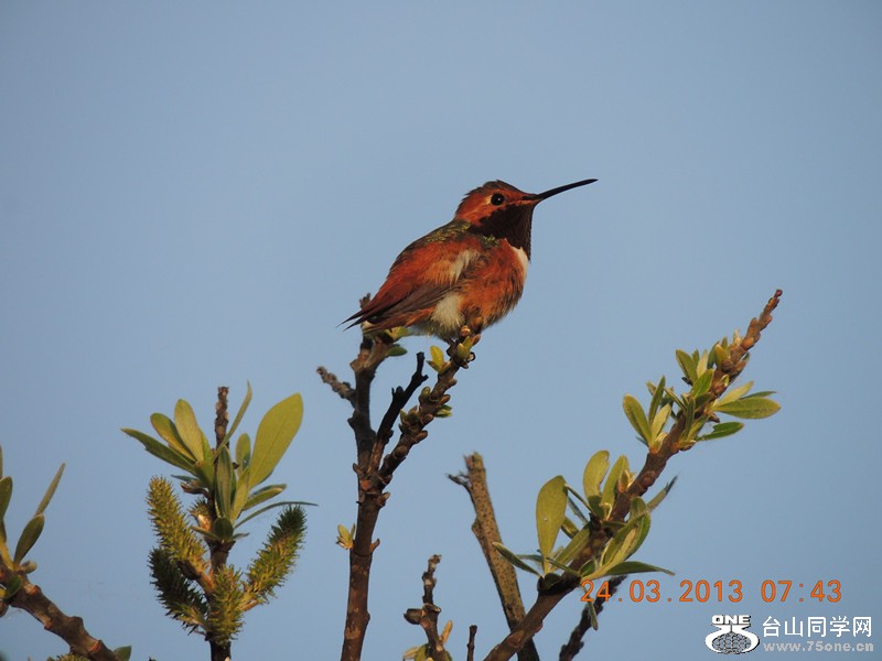 bird 1849_.jpg