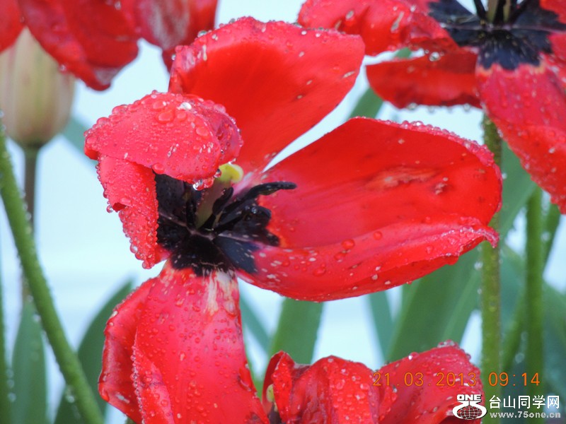 flower 1582_.jpg