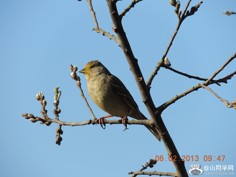 bird 312_.jpg