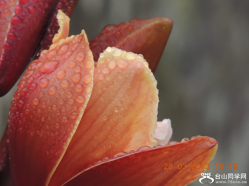 flower 2057_.jpg