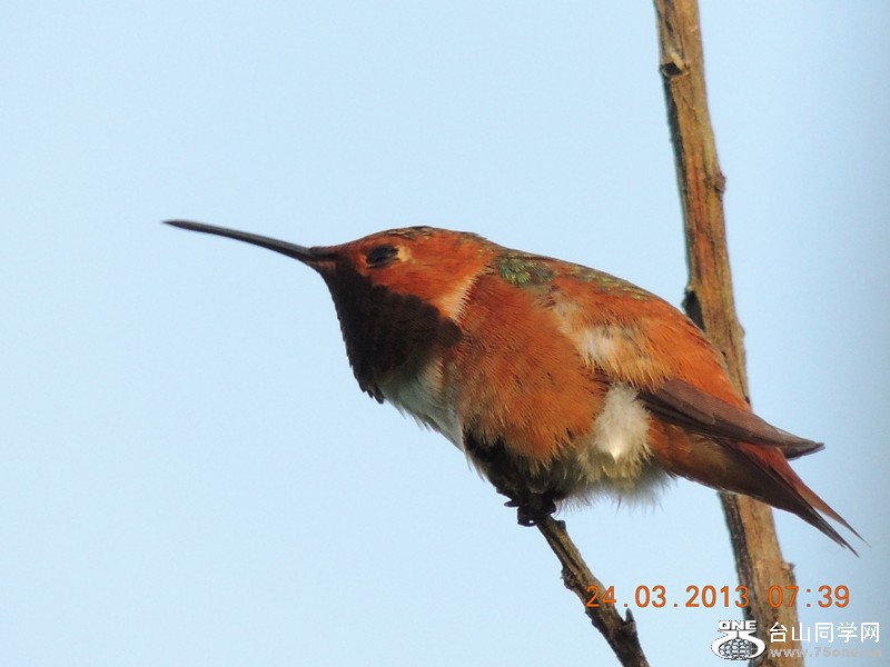 bird 1835_.jpg