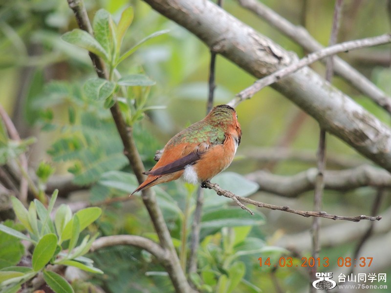 bird 1594_.jpg