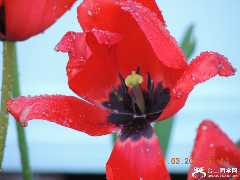 flower 1577_.jpg