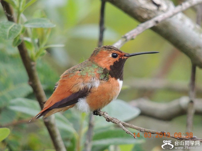 bird 1603_.jpg