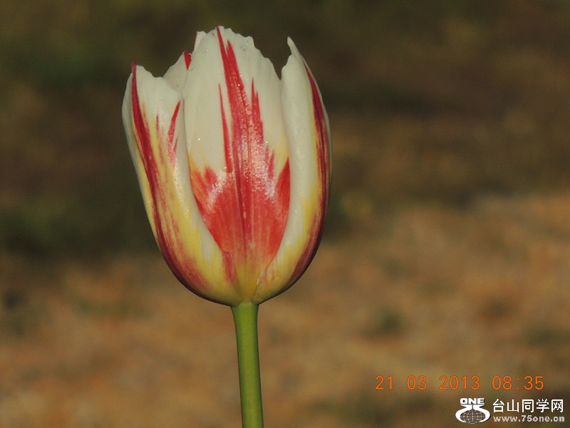 flower 1495_.jpg