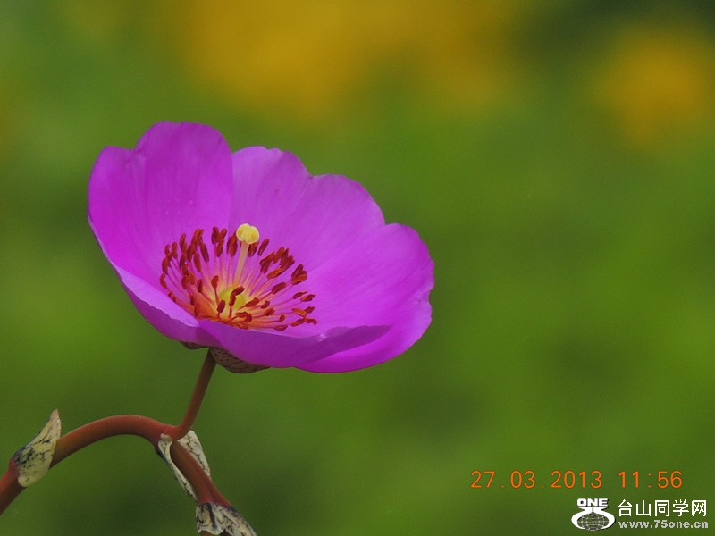 flower 1921_.jpg