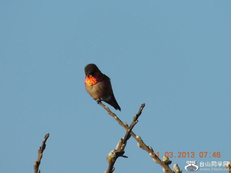 bird 1485_.jpg