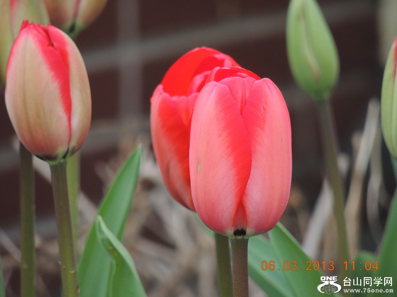 flower 893_.jpg