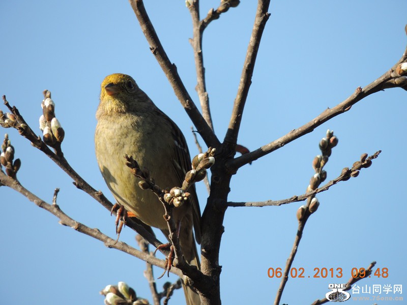 bird 326_.jpg