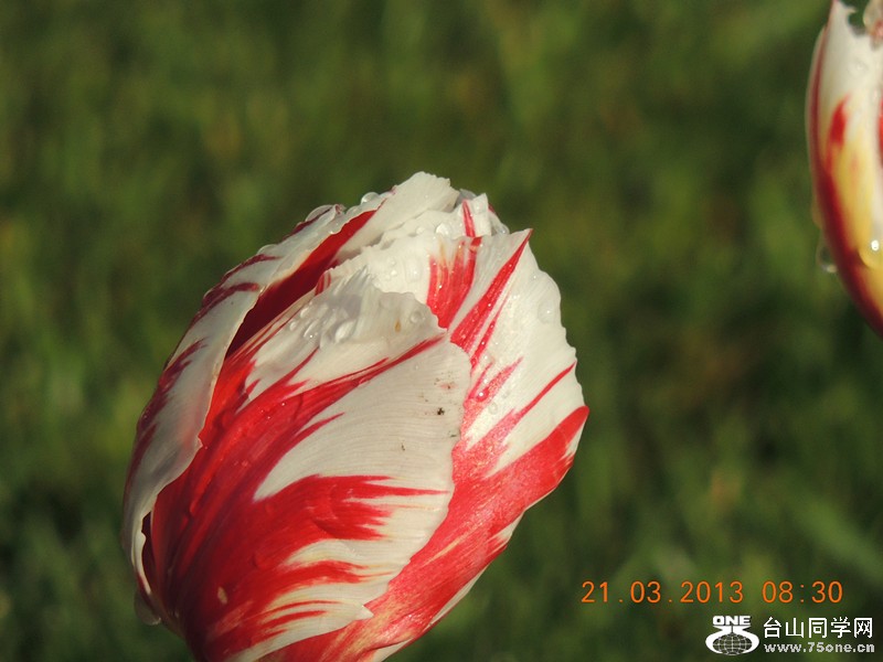 flower 1474_.jpg