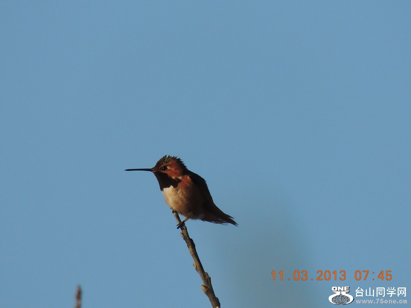 bird 1481_.jpg