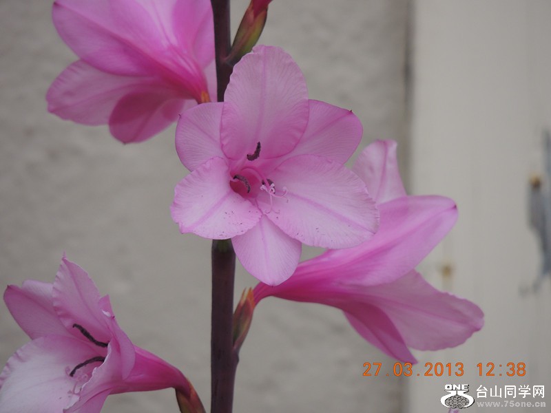flower 2021_.jpg