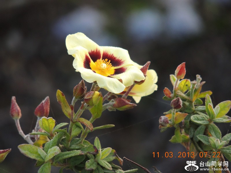 flower 1111_.jpg