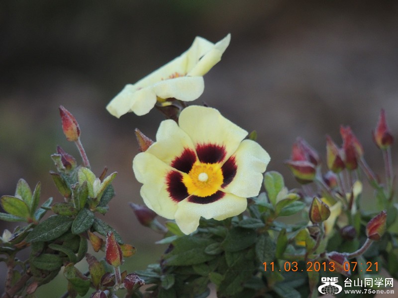 flower 1110_.jpg