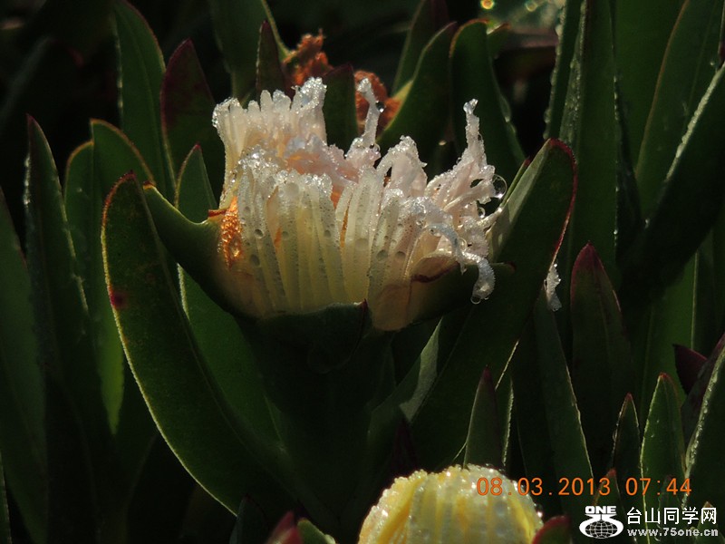 flower 978_.jpg