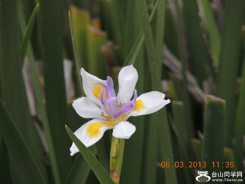 flower 930_.jpg