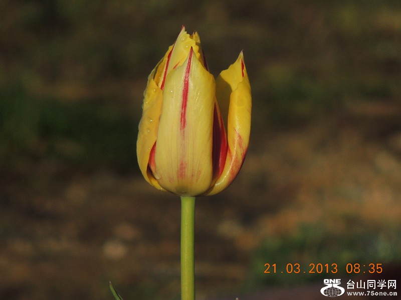 flower 1497_.jpg