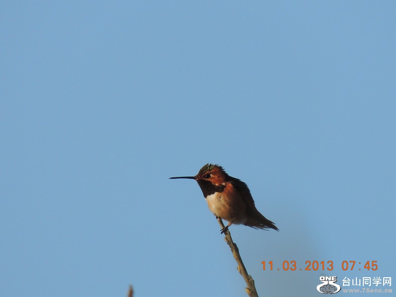 bird 1475_.jpg