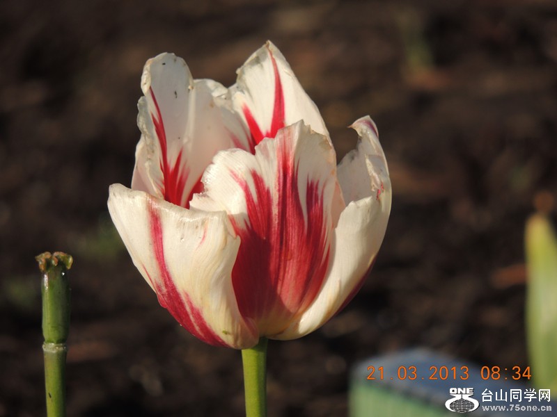 flower 1489_.jpg