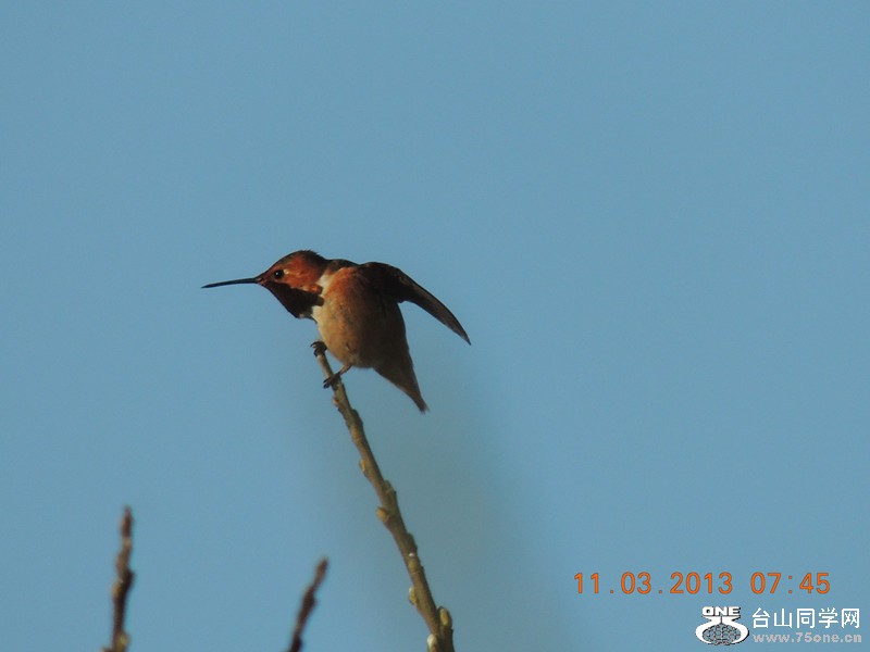 bird 1482_.jpg