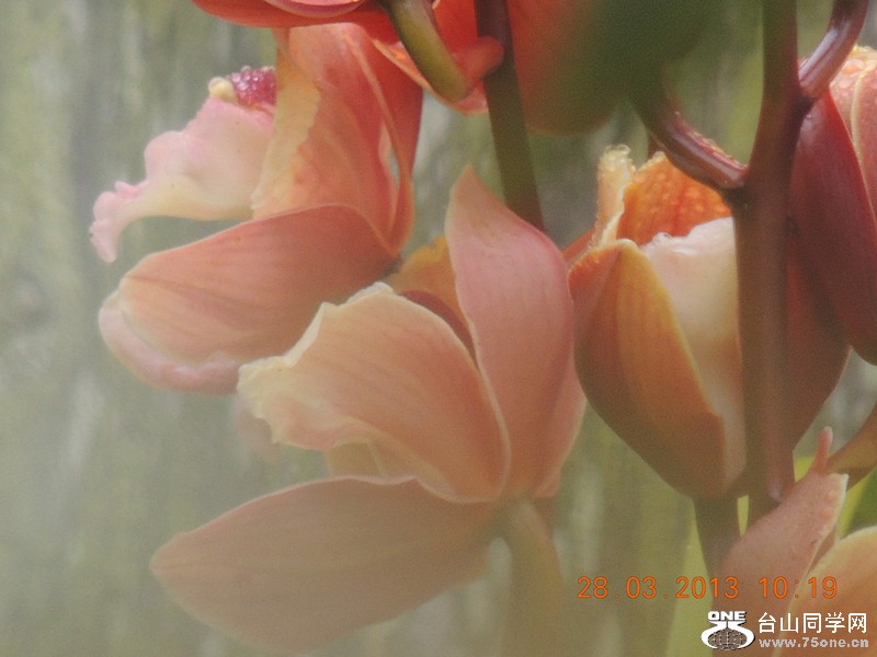 flower 2059_.jpg