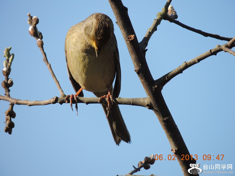 bird 316_.jpg