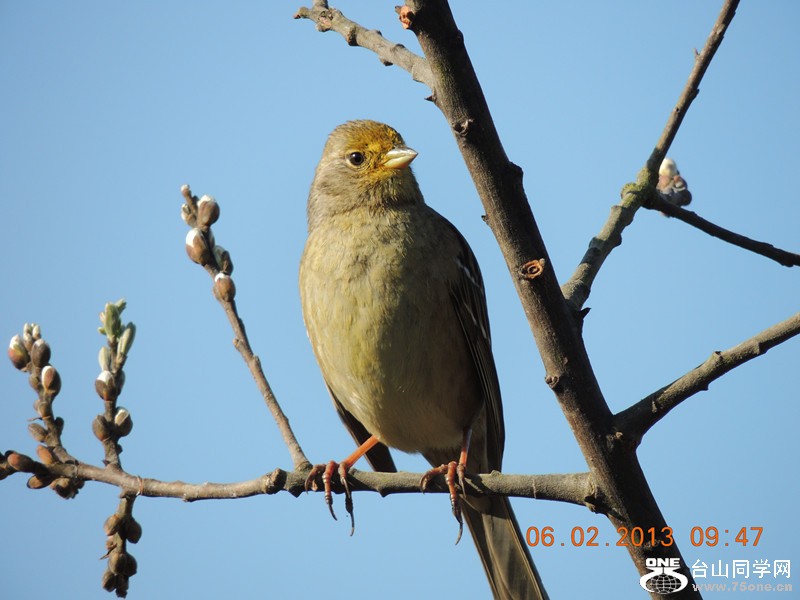 bird 315_.jpg